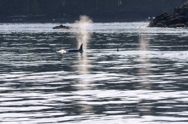 Kanada 'daki Vancouver adasının sahillerinde katil balinalar