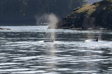 Kanada 'daki Vancouver adasının sahillerinde katil balinalar