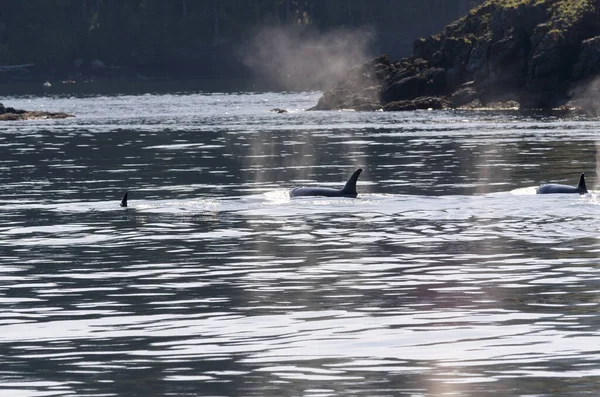 加拿大温哥华岛海岸的虎鲸 — 图库照片