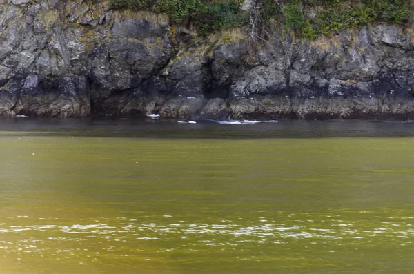 Wieloryby Zabójcze Wybrzeżu Wyspy Vancouver Kanadzie — Zdjęcie stockowe