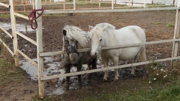 Een Paar Kleine Pony Wit Grijs Staan Bij Een Wit — Stockvideo