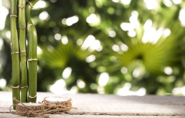 Büyük bambu yaprakları ve tropik yaprakların üzerindeki mumlar.