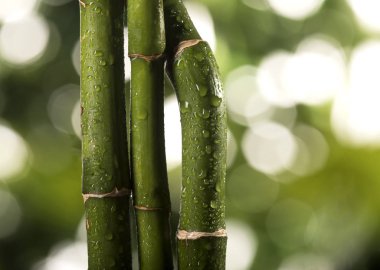 Tropikal yapraklar üzerinde büyük bambu yaprakları