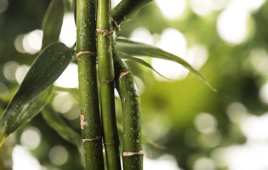 Tropikal yapraklar üzerinde büyük bambu yaprakları
