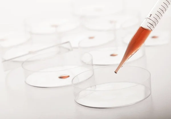 Petri dishes and pipette with liquid material. — Stock Photo, Image