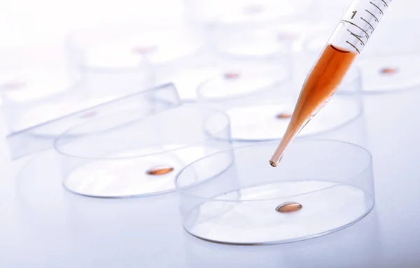 Petri dishes and pipette with liquid material. — Stock Photo, Image