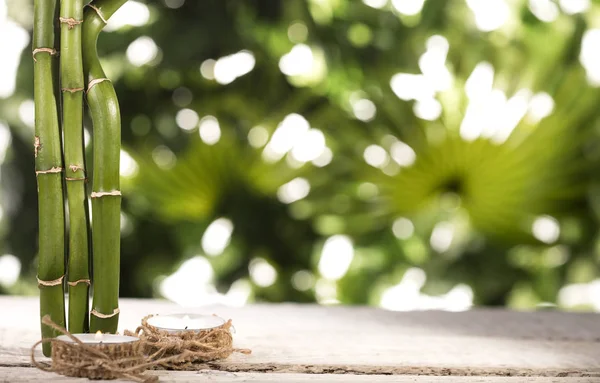 Büyük bambu yaprakları ve tropik yaprakların üzerindeki mumlar.