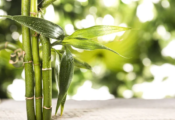 Grean bambu blad på tropiska blad bakgrund — Stockfoto