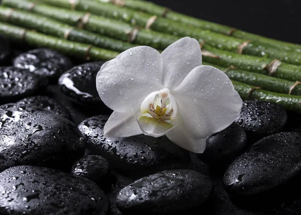 Bambu pinnar med svarta zen stenar och vit orkidé på en svart bakgrund. Spakoncept — Stockfoto