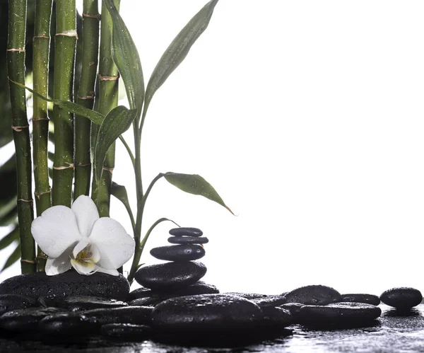 Grean bambu blad över zen stenar och orkidé blomma på vit bakgrund — Stockfoto