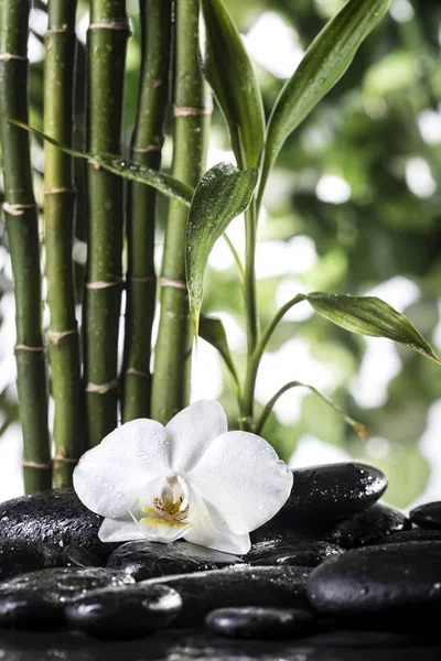 Grean bambu blad och vit orkidé över frysta stenar på tropiska blad bakgrund — Stockfoto