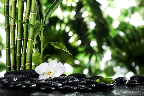 Grean bamboo leaves and white orchid over zen stones on tropical leaves background — Stock Photo, Image