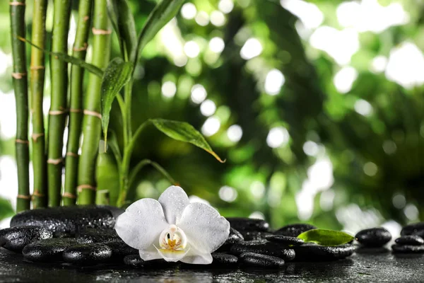 Grean bamboo leaves and white orchid over zen stones on tropical leaves background — Stock Photo, Image