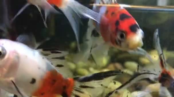 Sommige Goudvissen Zwemmen Rond Een Aquarium — Stockvideo