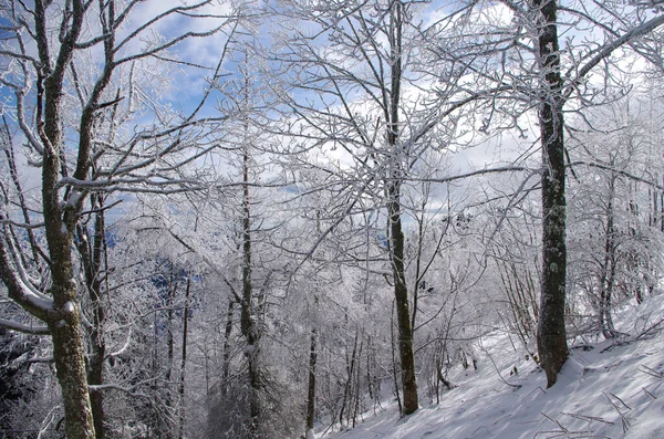 winter scene - snow covered trees leave less trees with deep white snow on the floor and beautiful sky