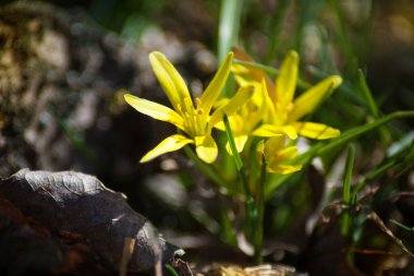 Bahar ormanındaki ilk sarı çiçekler.
