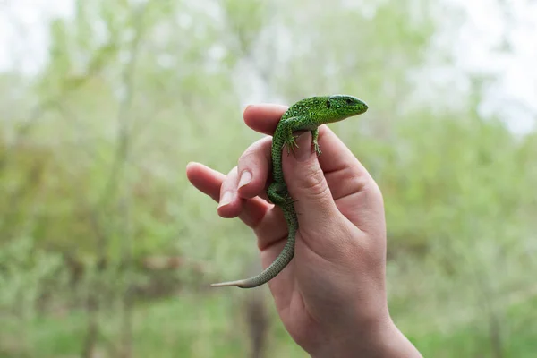 Lagarto Verde Sostiene Mano —  Fotos de Stock