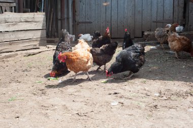 serbest çiftlik tavukları