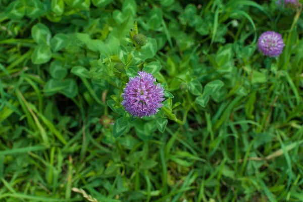 Flor de trébol lila en un césped verde en verano —  Fotos de Stock