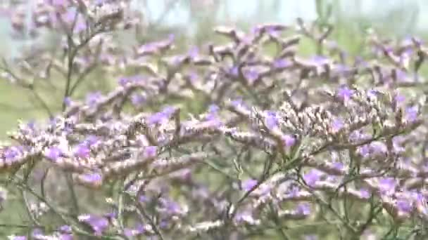 紫の花のある草が風に揺れる 柔らかいビデオ — ストック動画