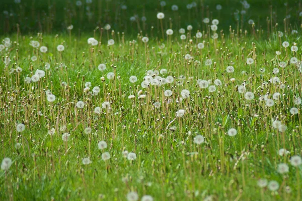 白色蒲公英 地面上白色春花的特写 — 图库照片