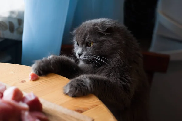 Grey Cat Put Its Paws Table Cat Steals Meat Cat — Stock Photo, Image