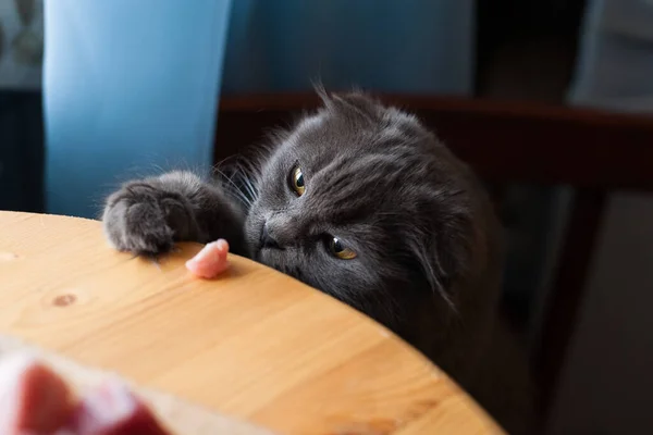 The grey cat put its paws on the table. Cat steals meat. Cat\'s face above the table