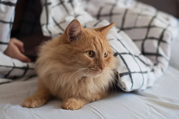 ふわふわの赤い猫がベッドの上に横たわっている — ストック写真