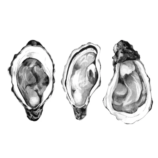 Hand drawn sketch of pacific oysters Vector Graphics