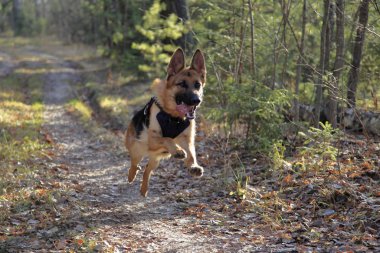Alman çoban köpeği sonbahar ormanında eğleniyor.