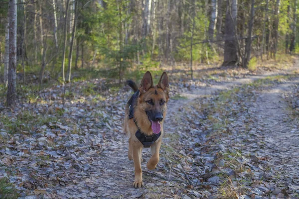 Pastor alemán cachorro frolics en bosque de otoño — Foto de Stock