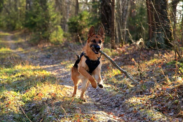 Alman çoban köpeği sonbahar ormanında eğleniyor.
