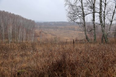 Güzel sonbahar ormanı. Düşen yapraklar