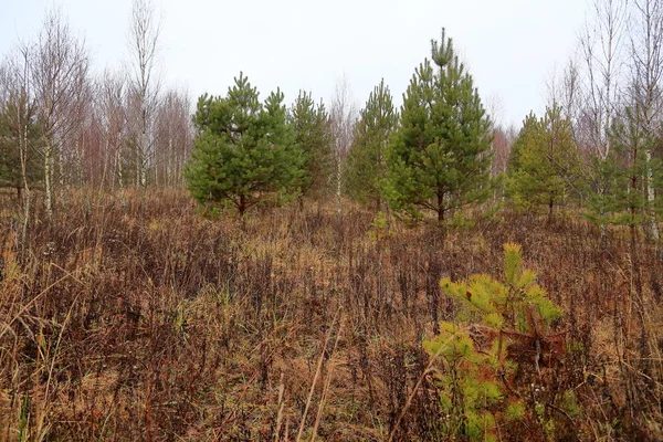 Sonbahar ormanında genç çam ağaçları