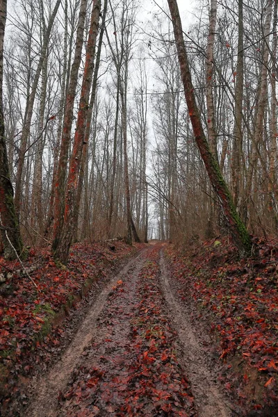Schöner Herbstwald. Herabgefallenes Laub — Stockfoto