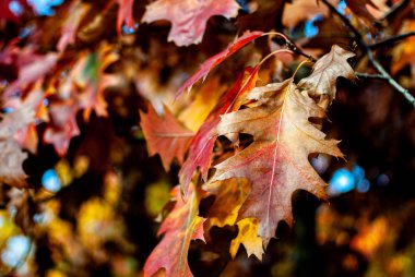 Kırmızı sonbahar yaprakları meşe ağacı