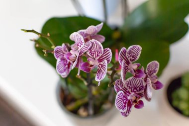 Evde mor orkide çiçekleri, zebra orkidesi.