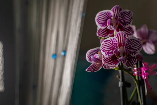 Flores Orquídea Púrpura Casa Orquídea Cebra —  Fotos de Stock