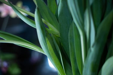 Çiçek açan yeşil yapraklar pencere eşiğinde