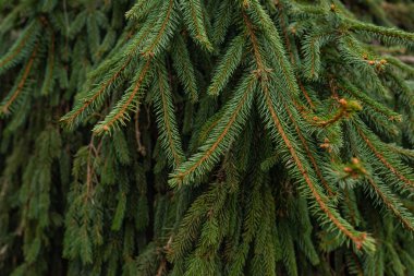 Bir Noel ağacının yoğun yeşil dalları