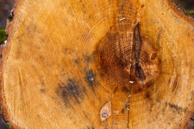 Büyük ağaç gövdesini kes 