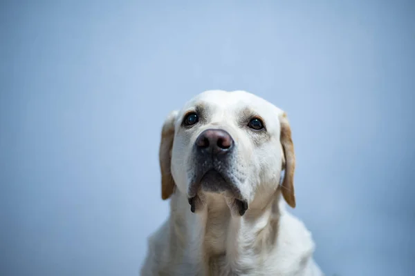 Droevige Blik Van Een Witte Labrador — Stockfoto
