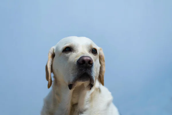 Labrador Met Een Droevige Blik Rechtenvrije Stockafbeeldingen