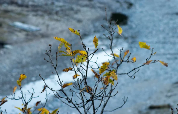 Foresta — Foto Stock