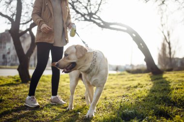 Neşeli labrador av köpeği güneşli bir bahar gününde sahibiyle parkta yürür. Genç oyuncu köpek toprak zemindeki yeşil çimlerin üzerinde duruyor. Mutlu hayvan konsepti