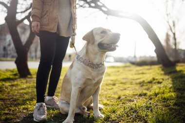 Neşeli labrador av köpeği güneşli bir bahar gününde sahibiyle parkta yürür. Genç oyuncu köpek toprak zemindeki yeşil çimlerin üzerinde oturur. Mutlu hayvan konsepti