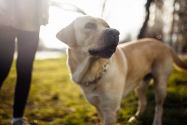 Neşeli labrador av köpeği güneşli bir bahar gününde sahibiyle parkta yürür. Genç oyuncu köpek toprak zemindeki yeşil çimlerin üzerinde duruyor. Mutlu hayvan konsepti