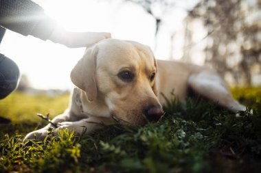 Neşeli labrador av köpeği güneşli bir bahar gününde sahibiyle parkta yürür. Genç oyuncu köpek toprak zemindeki yeşil çimlerin üzerinde yatıyor. Mutlu hayvan konsepti