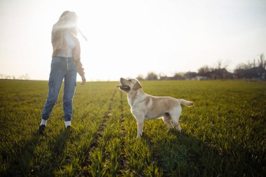 Neşeli Labrador Retriever köpeği, güneşli bir bahar gününde sahibiyle birlikte koşup sahaya atlıyor. Genç oyuncu köpek yeşil çimlerde aktif. Mutlu hayvan konsepti