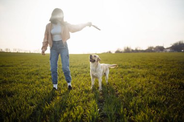 Neşeli Labrador Retriever köpeği, güneşli bir bahar gününde sahibiyle birlikte koşup sahaya atlıyor. Genç oyuncu köpek yeşil çimlerde aktif. Mutlu hayvan konsepti